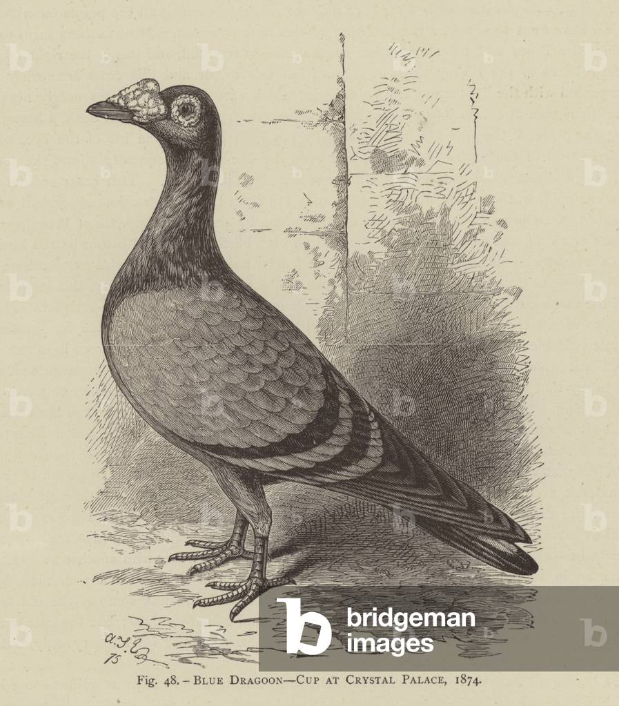 Pigeons : Blue Dragoon 1801 par English School