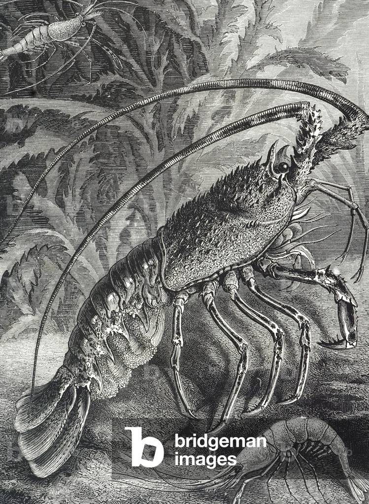 Engraving depicting a lobster, b/w