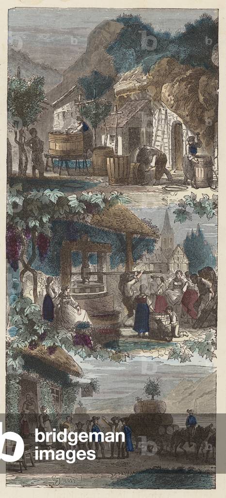 Fare il vino (incisione a colori)