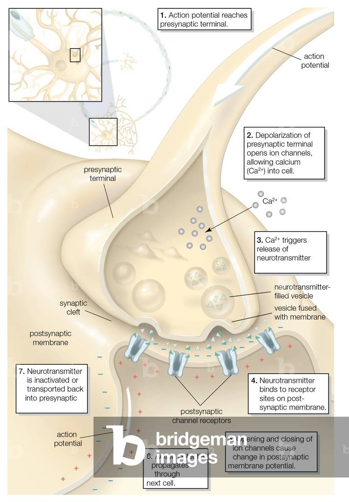 Image of The chemical transmission of a nerve impulse at the synapse.