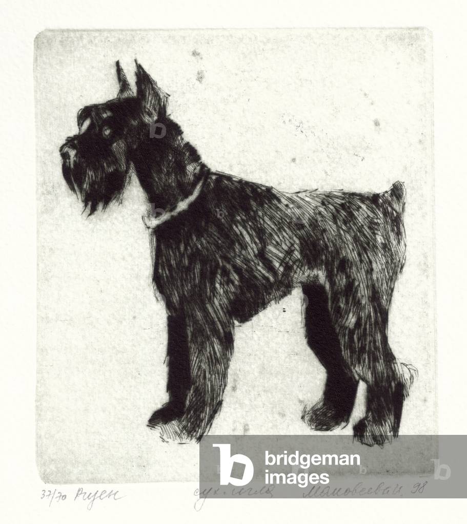 Schnauzer géant, 1998 (point sec)