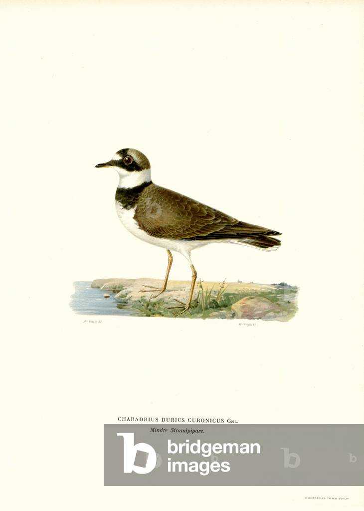 Little Ringed Plover (colour litho) by Ferdinand Wright