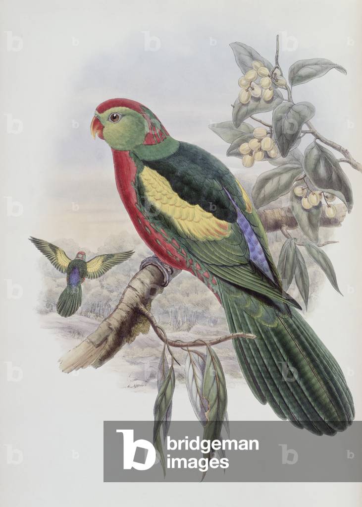 Immagine di Stampa "Bellissimo re pappagallo (litografia)" di John Gould