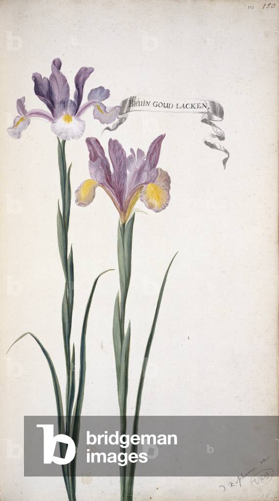 Iris xiphium