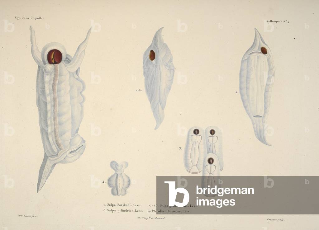 1. Salpa Forskalii. Molluscs.
