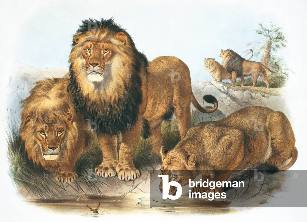 Image de Estampe représentant Panthera leo 1833 par J. Wolf