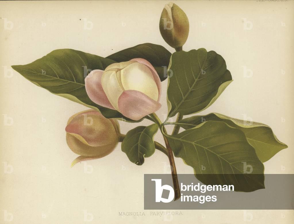 Oyama Magnolia (colour litho) by English Artist, b/w