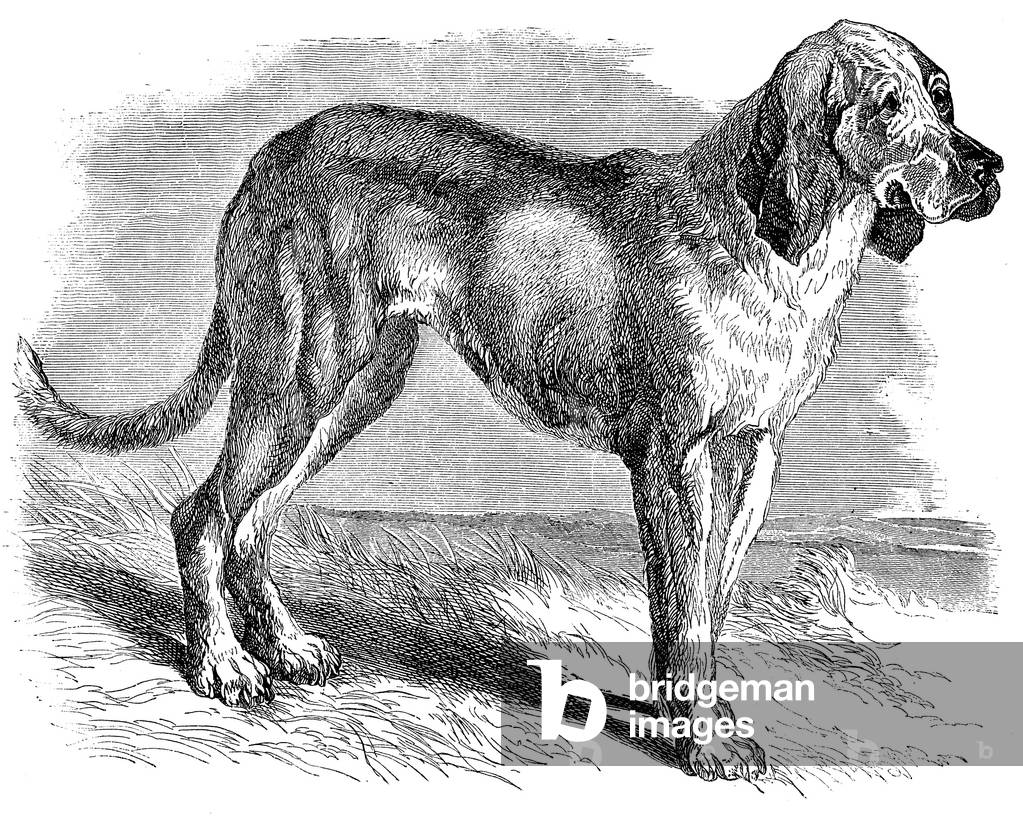 Image of Engraving depicting Bloodhound, b/w