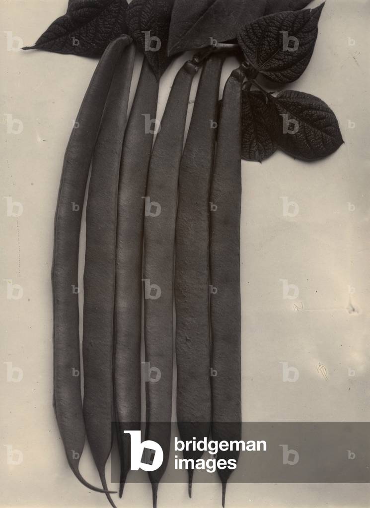 Beans by Charles Jones, b/w