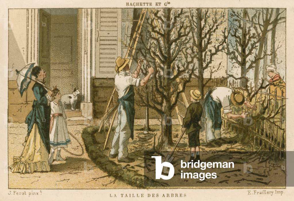 "Alberi da potatura (colore lito)" 1801 di French School