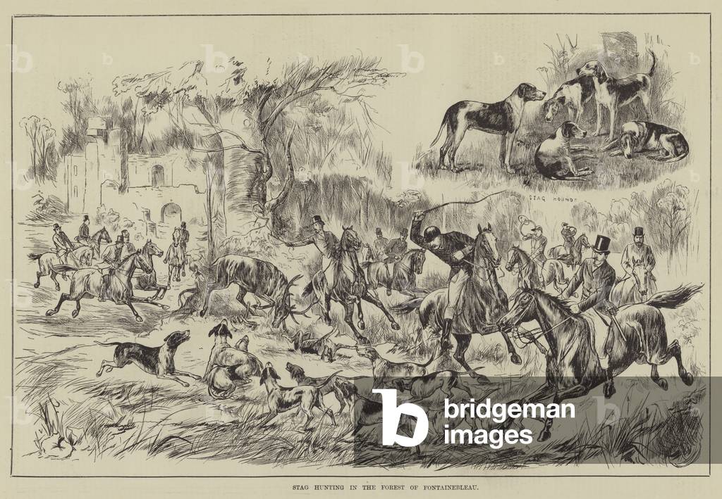 Chasse au cerf dans la forêt de Fontainebleau (gravure) 1884 par English School, b/w