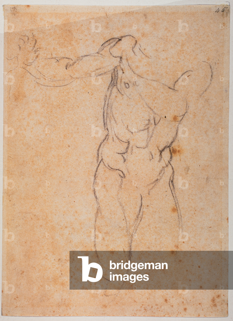Image of Drawing depicting Study for the Adam of the 'Expulsion from Pardiso' in the Sistine Chapel 1510 by Mi
