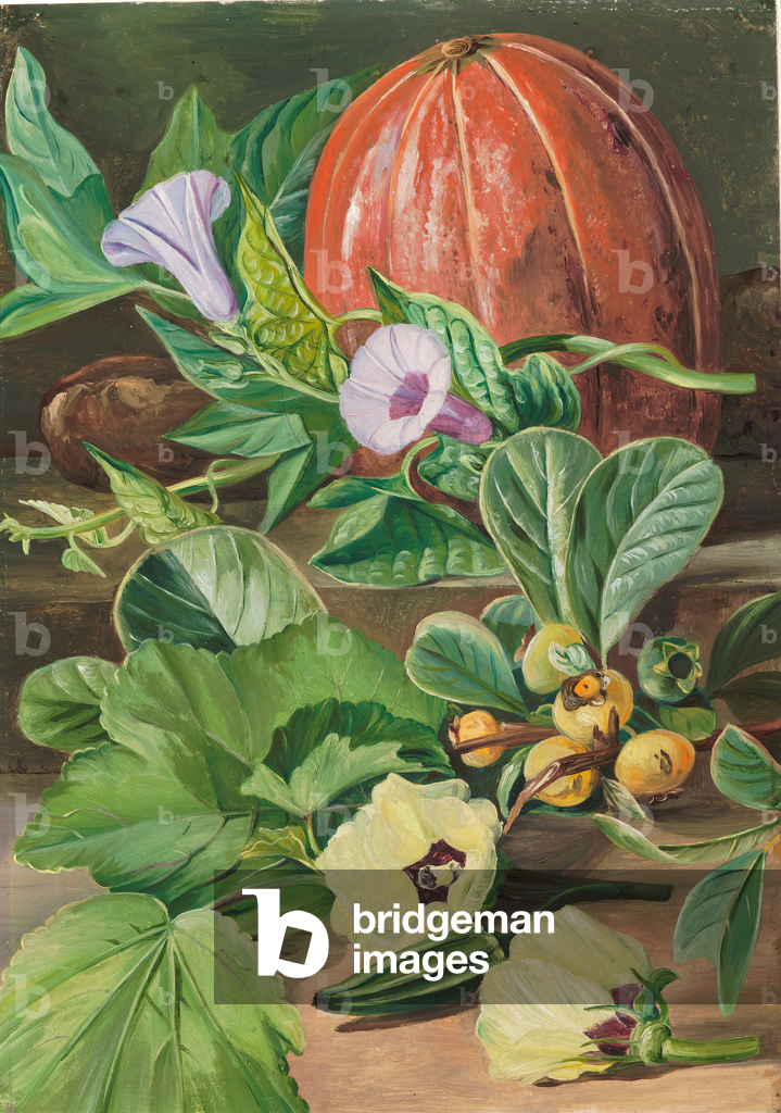 Image of Painting depicting Some fruits and vegetables used in Brazil 1872 by Marianne North