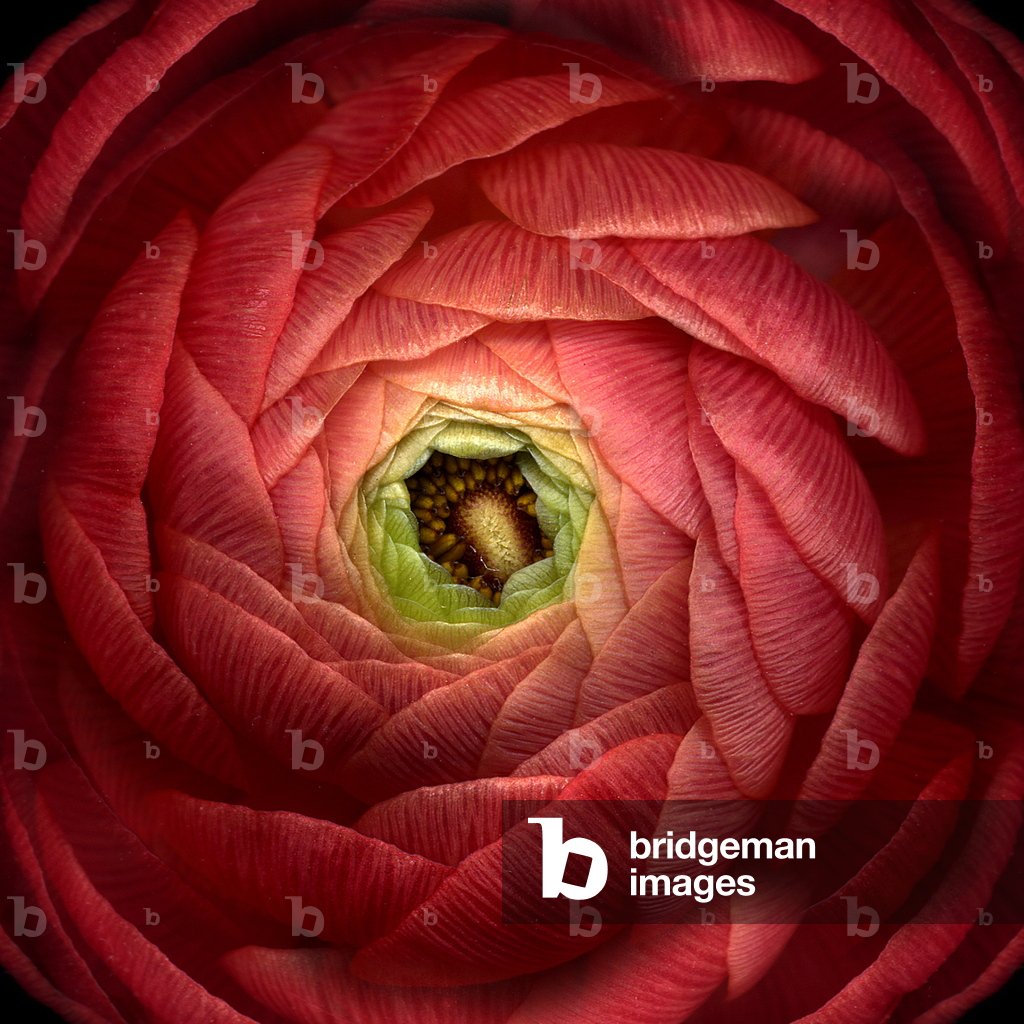Ruby Red Ranunculus Closeup (photo)