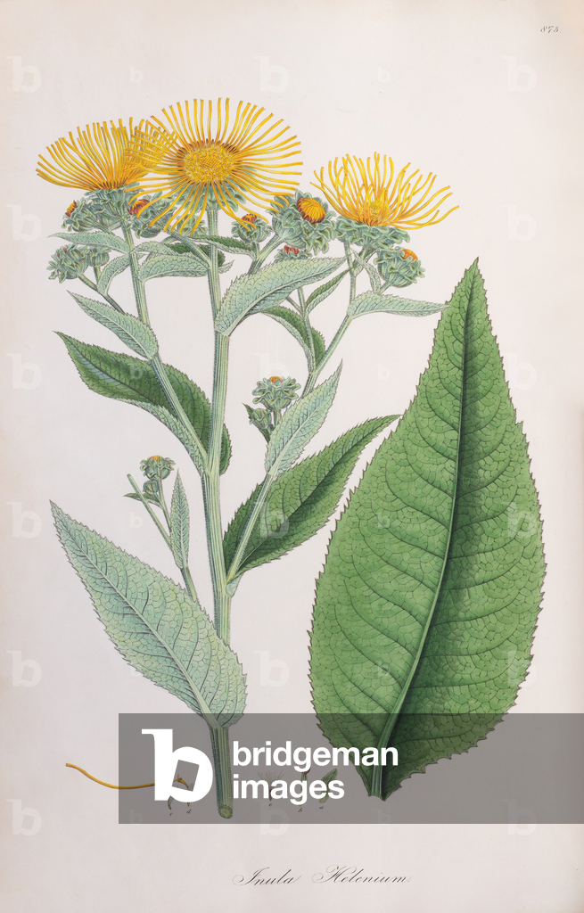 Immagine di Incisione "Elecampane" 1806 di Ferdinand Bauer