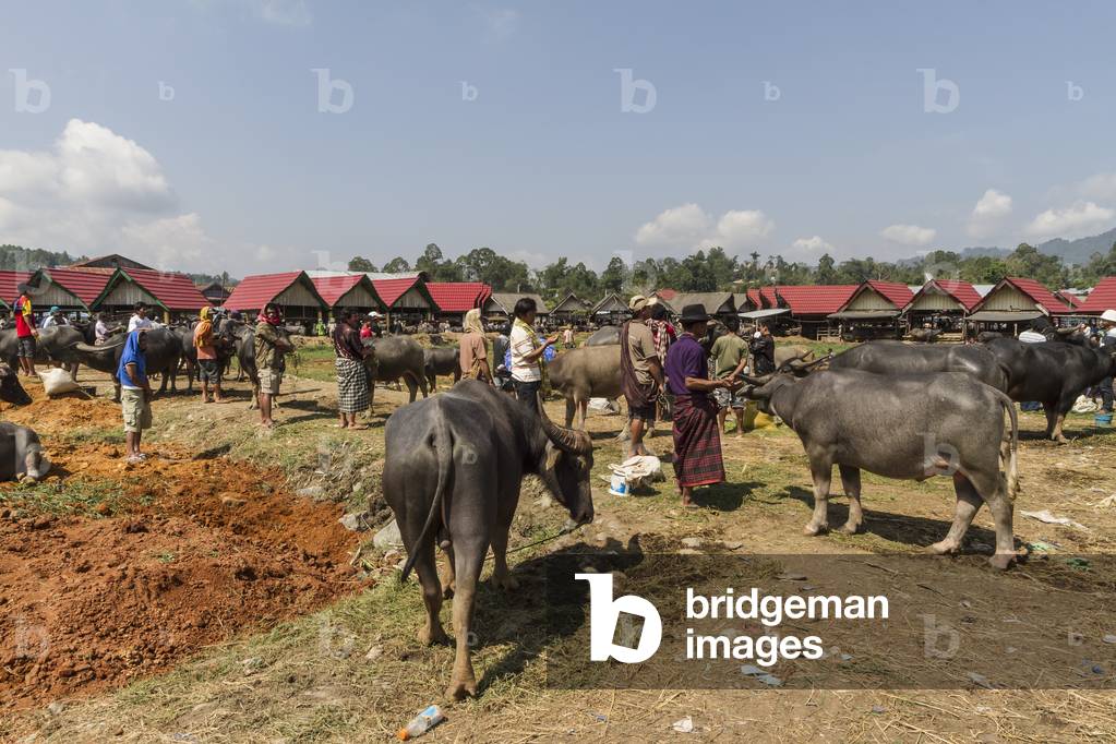 Bild von Fotografie "Menschen- und Wasserbuffaloes auf dem Bolu Viehmarkt (Foto)" 2013