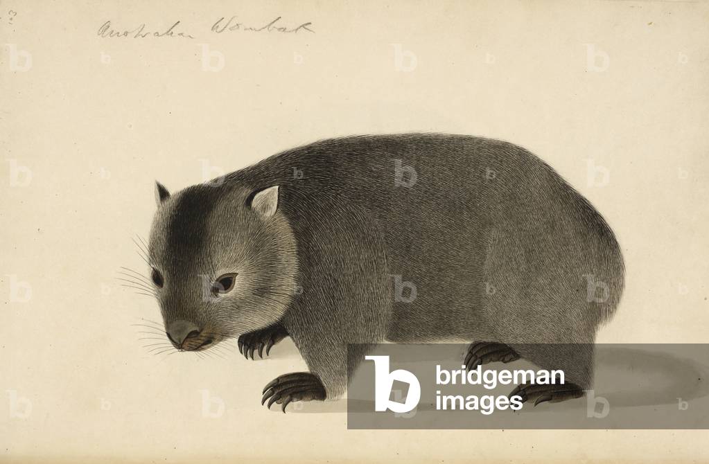 Australischer Wombat. Beschriftet 'From New Holland....Von einem lebenden Exemplar im Besitz von Marquis Welle