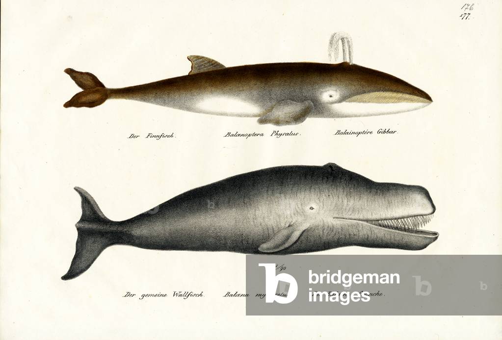 "Fin Whale", 1824 von Karl Joseph Brodtmann, b/w