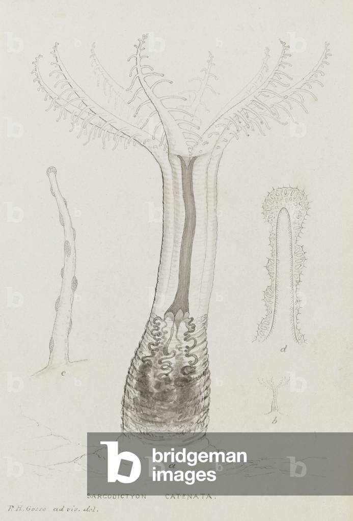Sarcodictyon Catenata: Soft Coral (pen by Philip Henry Gosse, b/w