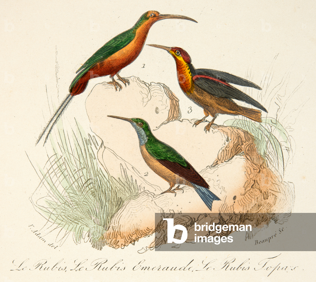 Image de Gravure représentant le rubis  1701