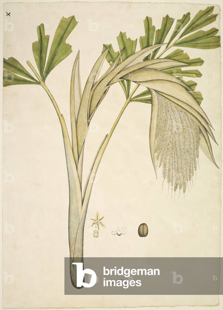 "Urne Caryota" 1791