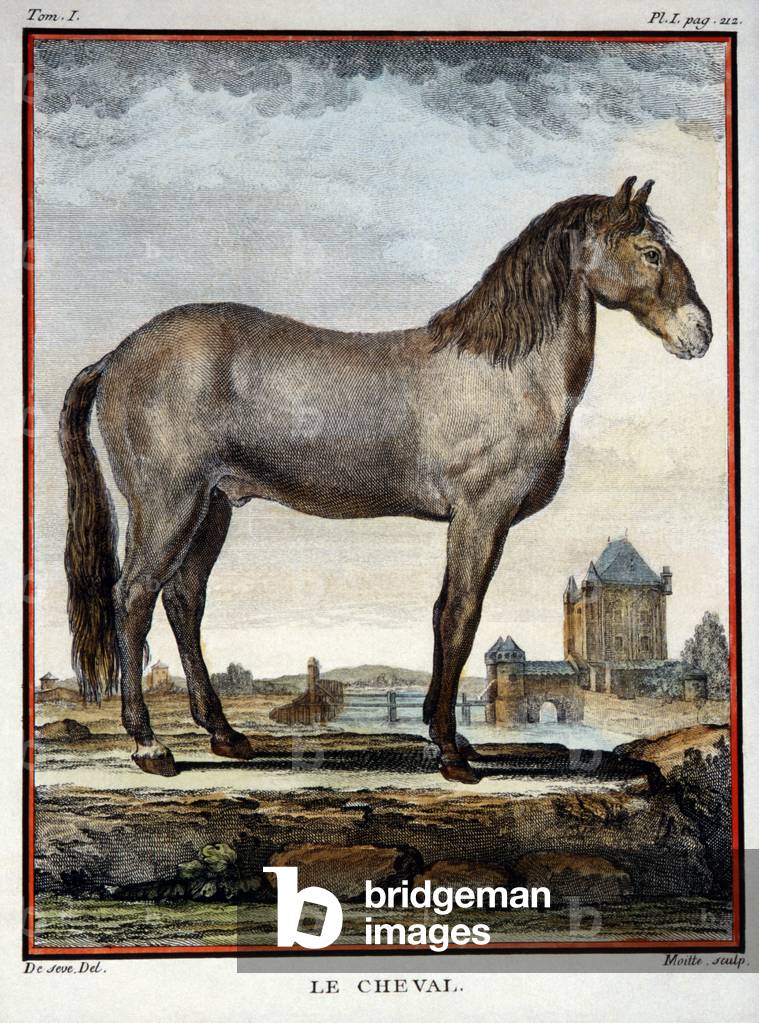"Pferd"