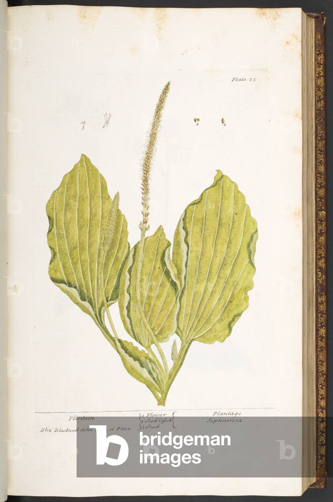 Immagine di Incisione "Piatto 35" 1737 di Elizabeth Blackwell