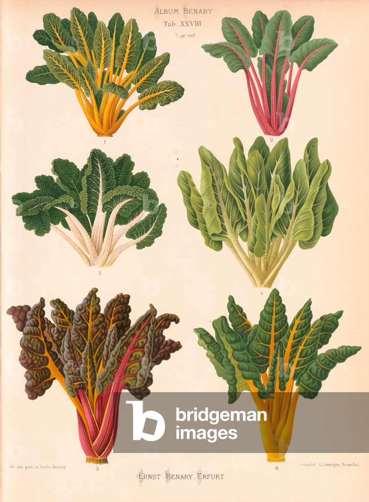 Image of Print depicting Chard (Beta vulgaris) 1876 by Ernst Benary