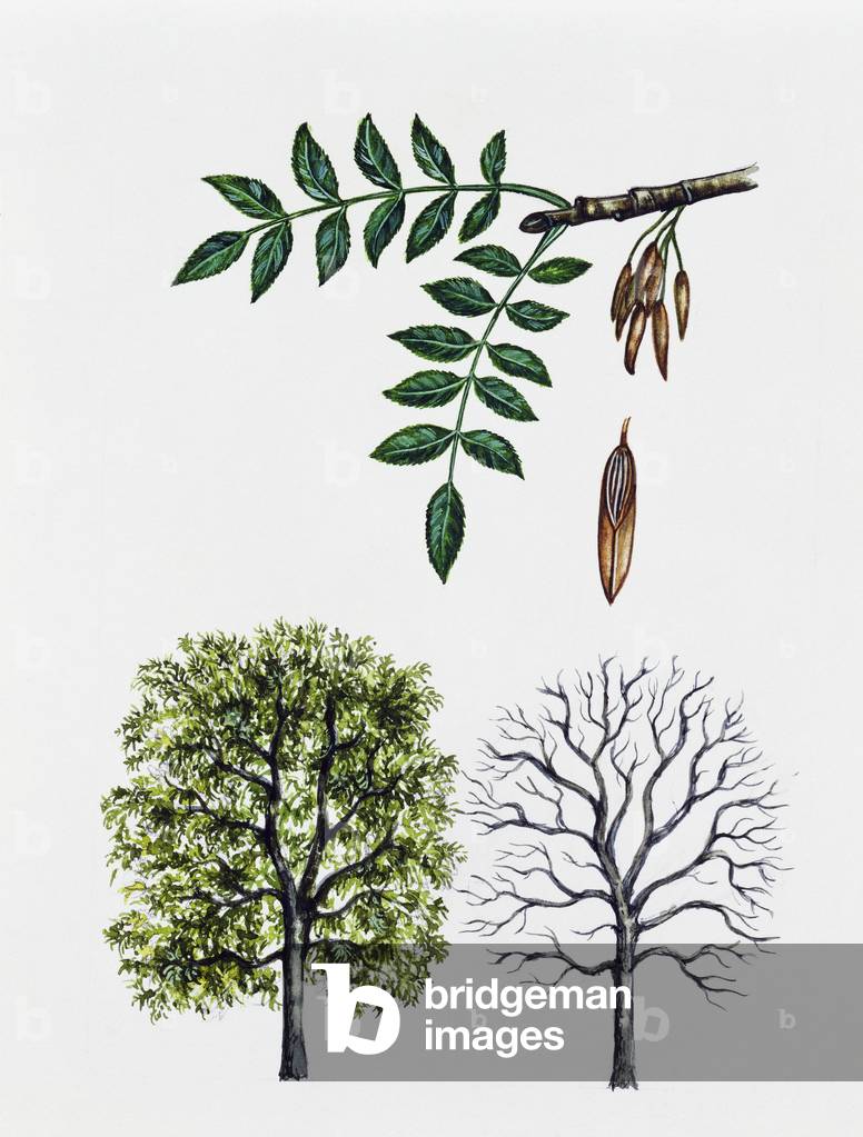 Ясень схема