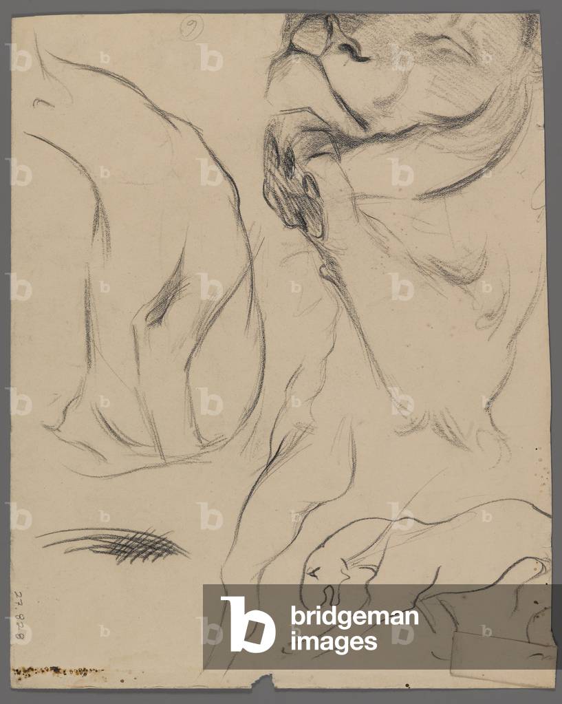 Immagine di Disegno "Studi di un leone (grafite su carta)" di Philip H. Wolfrom, b/w