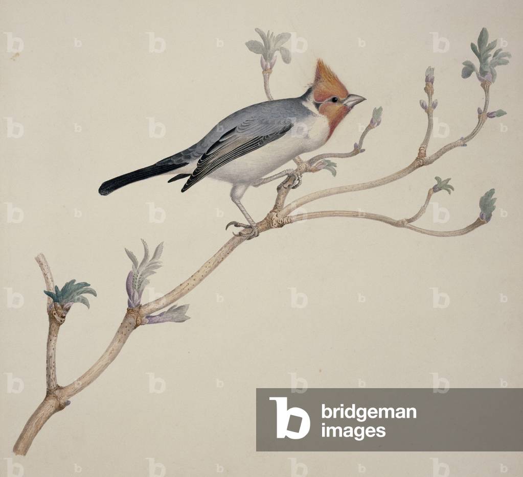 Bild von Druck "Paroaria coronata" von William MacGillivray, b/w