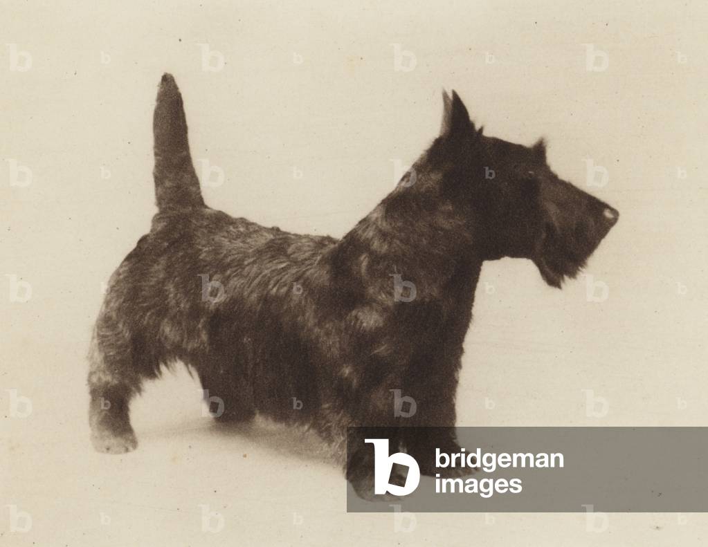 Image of Photography depicting Dogs: The Scottish Terrier (b/w photo) 1931 by English Photographer