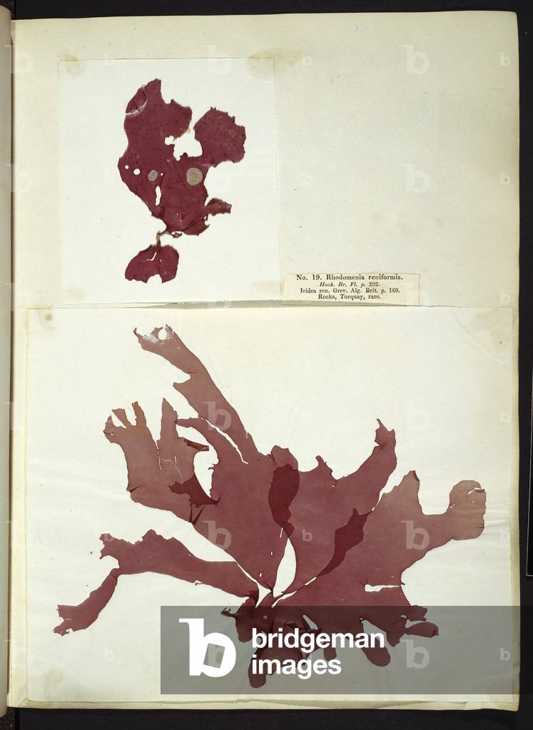 "Rhodomenia reniformis" 1834