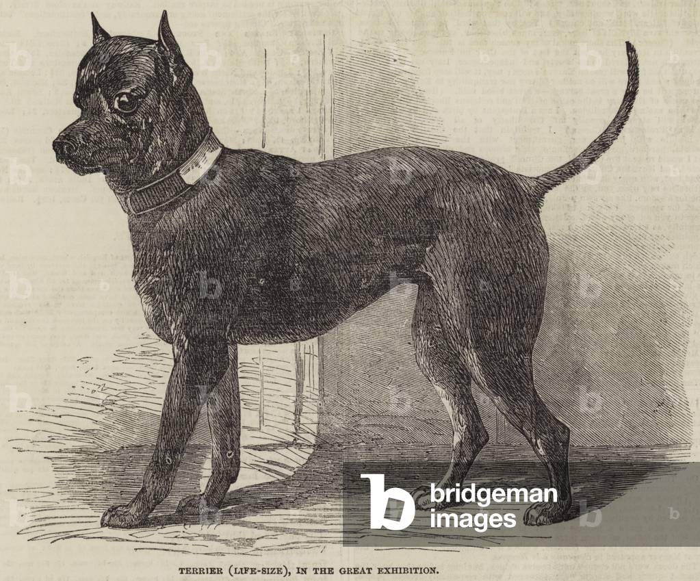 Terrier (Taille de vie), dans la Grande Exposition (gravure)
