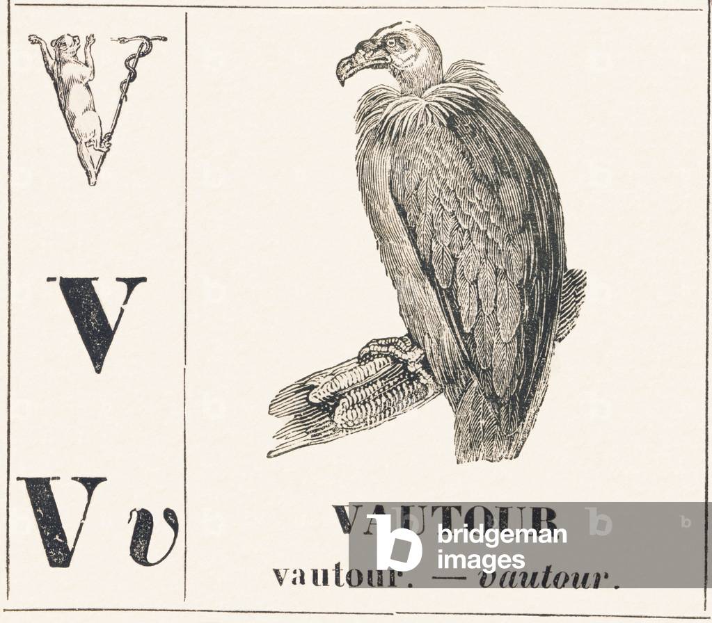 Immagine di Incisione "V for Vulture" 1850 di Louis Simon Lassalle
