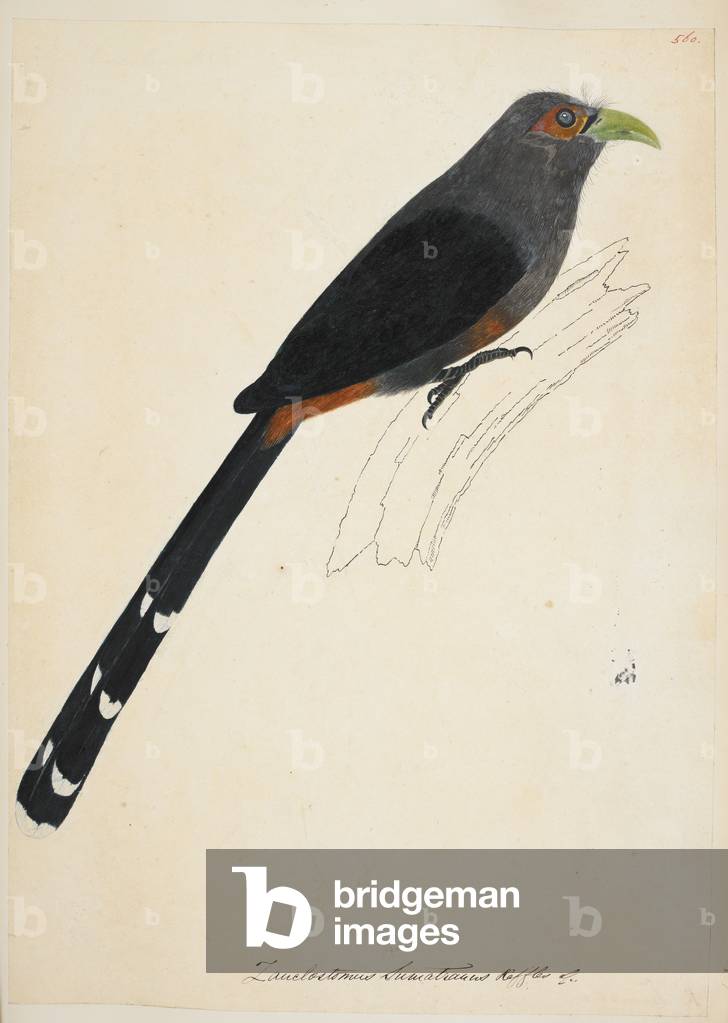 Image of Drawing depicting Chestnut-Bellied Malkoha 1820