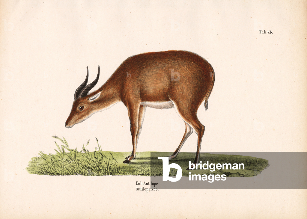 Immagine di Incisione "Kob Antelope" 1848 di Conrad Kull