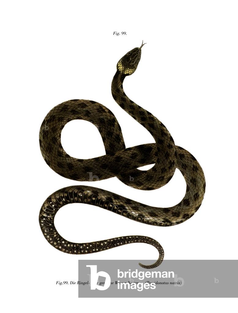 Europeo Erba Serpente (colore lito)