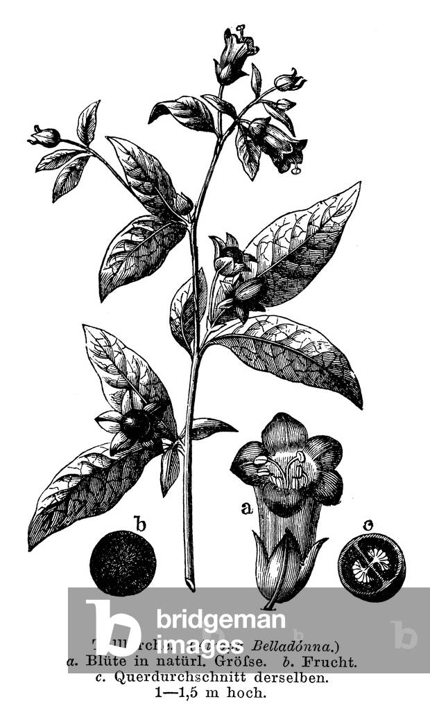 Image de Gravure représentant Belladonna, b/w