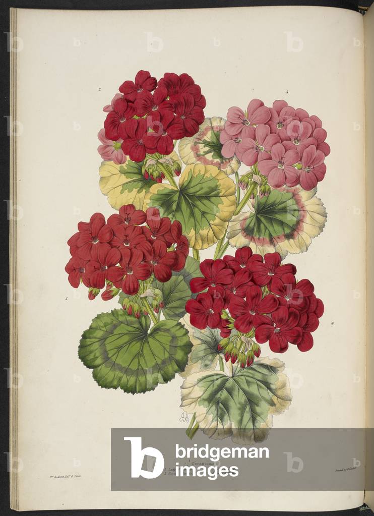 "Variegated-leaved pelargoniums (oder Geranien) Geranien. 1. Lady of Loretta; 2. Royal Standard; 3. Fontainebl