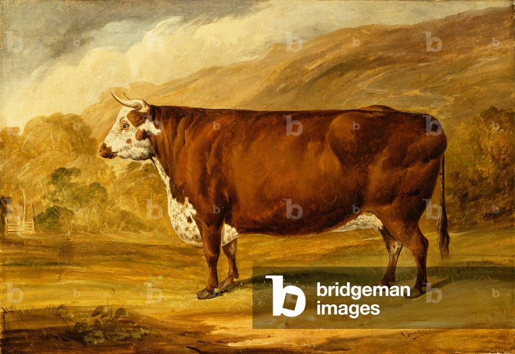 Image de Peinture représentant Un taureau de Hereford (huile sur toile) 1801 par Joseph Dunn