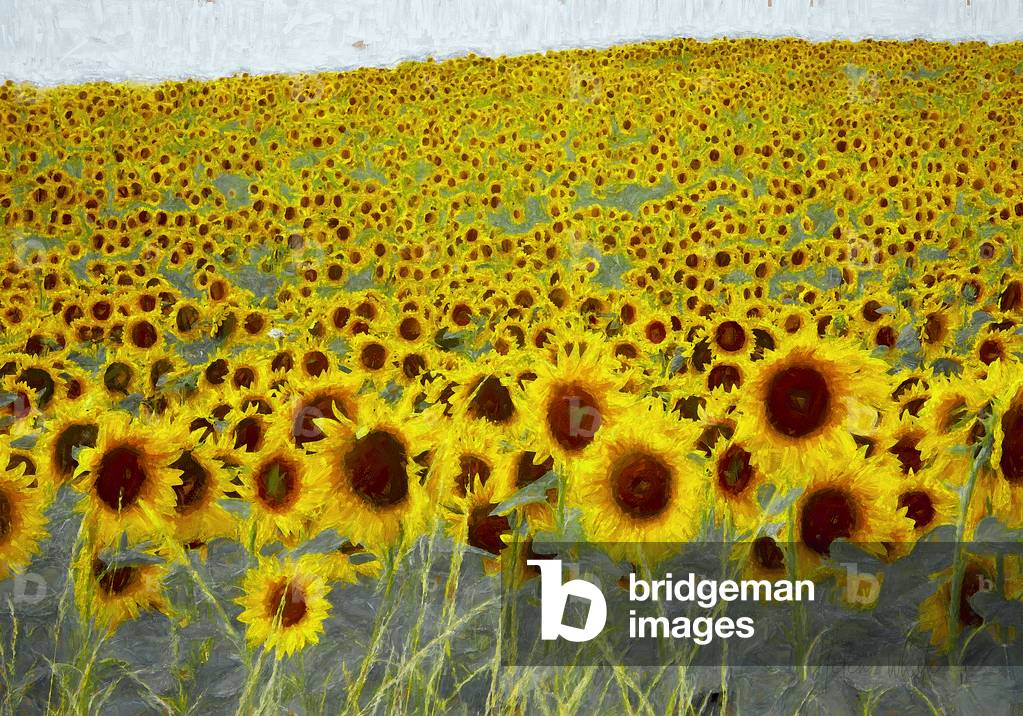 Sunflower Field, 2019 (manipulated photography)