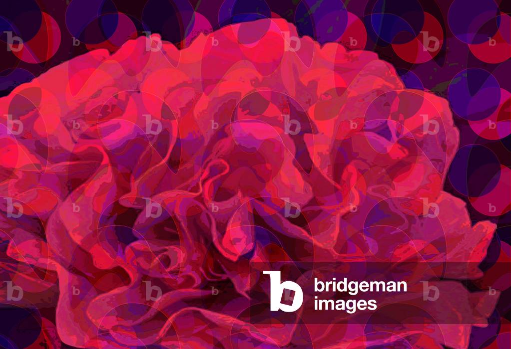 Carnation, 2010 (digital)