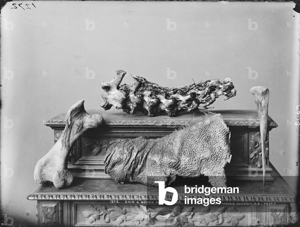 Image of Photography depicting Skin and bones of the moa (gelatin silver print), 19th century by Burton Brothe