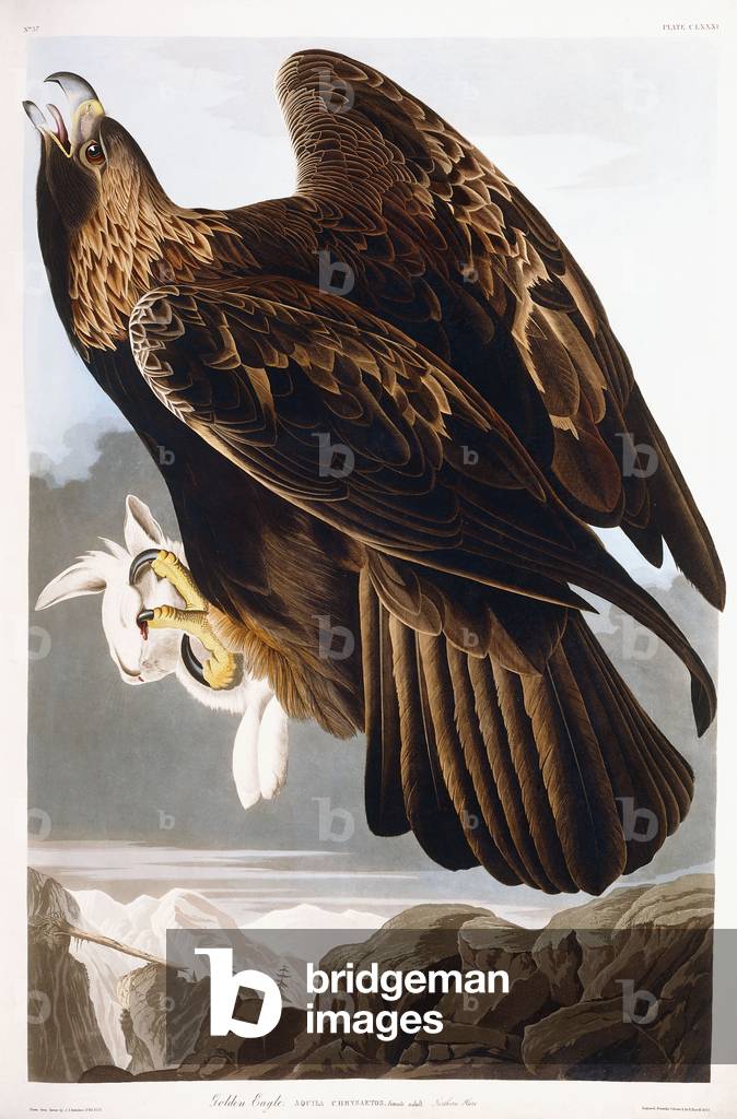 Golden Eagle, 1833 (acquaforte colorata a mano con incisione acquatinta)