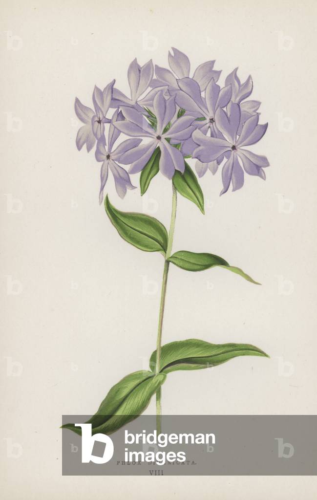 Phlox Divaricata (couleur litho) par English School