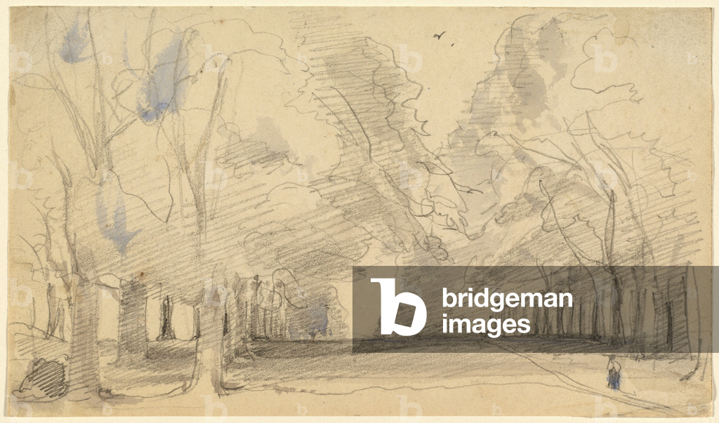 Avenue of Trees (graphite with blue and gray washes on wove paper)