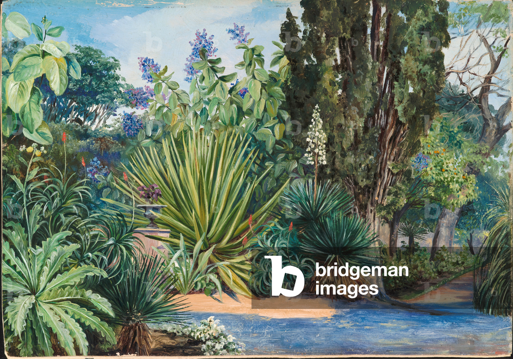 Blick in den Garten der Akklimatisierung, Teneriffa, 1880 (Öl auf Karton)