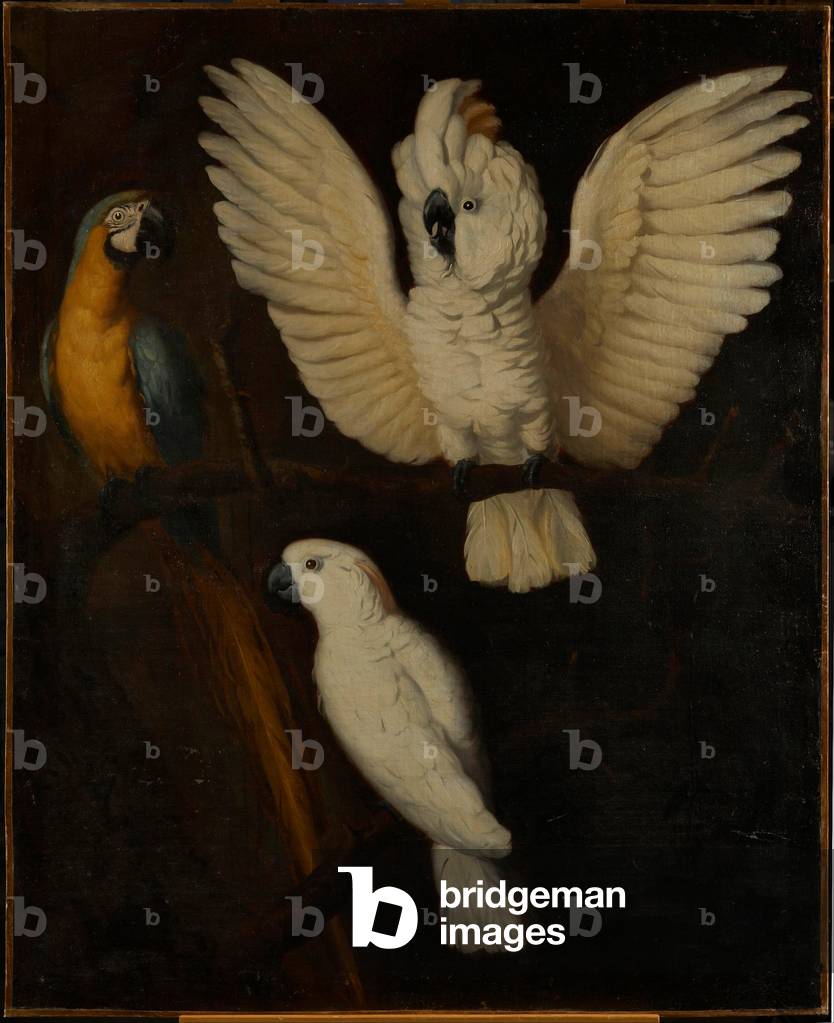 Immagine di Dipinto "Pappagalli" 1670 di Dutch School
