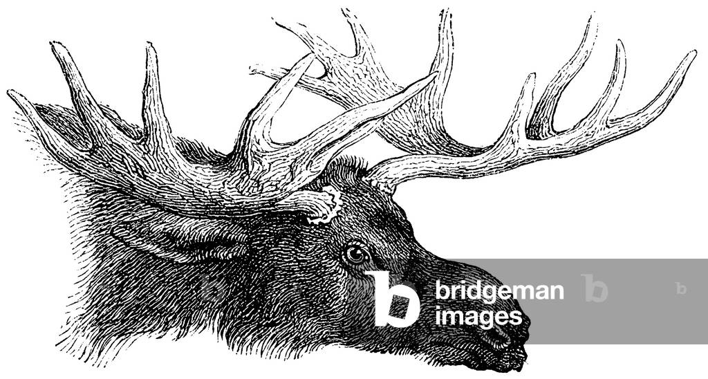 Image of Engraving depicting Moose, b/w